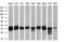 Retinol dehydrogenase 11 antibody, M06946, Boster Biological Technology, Western Blot image 