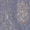 Complement C1q Binding Protein antibody, NBP1-89790, Novus Biologicals, Immunohistochemistry paraffin image 
