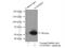Nitric Oxide Synthase Trafficking antibody, 20116-1-AP, Proteintech Group, Immunoprecipitation image 