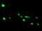 ADP Ribosylation Factor Like GTPase 2 Binding Protein antibody, LS-C175230, Lifespan Biosciences, Immunofluorescence image 