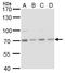 Heat Shock Protein Family A (Hsp70) Member 8 antibody, GTX111069, GeneTex, Western Blot image 