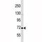 POU Class 2 Homeobox 1 antibody, F46399-0.4ML, NSJ Bioreagents, Western Blot image 