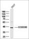 Coiled-Coil Domain Containing 83 antibody, orb2433, Biorbyt, Western Blot image 