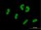 Ubiquitin Specific Peptidase 53 antibody, H00054532-B01P, Novus Biologicals, Immunocytochemistry image 