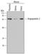 Angiopoietin 2 antibody, MAB7186, R&D Systems, Western Blot image 