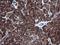 DExD/H-Box Helicase 58 antibody, NBP2-45678, Novus Biologicals, Immunohistochemistry paraffin image 