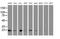 Ubiquitin Conjugating Enzyme E2 E3 antibody, MA5-26364, Invitrogen Antibodies, Western Blot image 