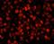 REST corepressor 3 antibody, IHC-00308, Bethyl Labs, Immunofluorescence image 