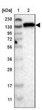 Family With Sequence Similarity 120A antibody, NBP1-86715, Novus Biologicals, Western Blot image 