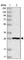 Biphenyl Hydrolase Like antibody, HPA036752, Atlas Antibodies, Western Blot image 