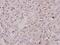 CAMP Responsive Element Binding Protein 1 antibody, A00577S142, Boster Biological Technology, Immunohistochemistry frozen image 