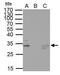 HIV-1 Tat Interactive Protein 2 antibody, PA5-27109, Invitrogen Antibodies, Immunoprecipitation image 