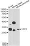 VAMP Associated Protein A antibody, LS-C748011, Lifespan Biosciences, Western Blot image 