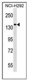 DLG Associated Protein 4 antibody, AP51271PU-N, Origene, Western Blot image 