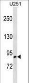 Oxysterol Binding Protein Like 10 antibody, LS-C158506, Lifespan Biosciences, Western Blot image 