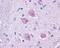 Cholinergic Receptor Muscarinic 4 antibody, PA1-23544, Invitrogen Antibodies, Immunohistochemistry frozen image 