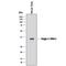Dickkopf Like Acrosomal Protein 1 antibody, MAB1508, R&D Systems, Western Blot image 