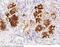 Cryptic protein antibody, 100548-T08, Sino Biological, Immunohistochemistry frozen image 