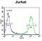 Adenylate Cyclase 2 antibody, abx026205, Abbexa, Western Blot image 