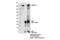L1 Cell Adhesion Molecule antibody, 89861S, Cell Signaling Technology, Immunoprecipitation image 