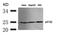Eukaryotic Translation Initiation Factor 4E antibody, A00135, Boster Biological Technology, Western Blot image 