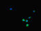 Killer Cell Immunoglobulin Like Receptor, Two Ig Domains And Long Cytoplasmic Tail 3 antibody, LS-C678443, Lifespan Biosciences, Immunofluorescence image 