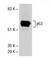 p53 antibody, sc-126, Santa Cruz Biotechnology, Western Blot image 