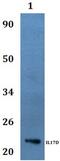 Interleukin 17D antibody, GTX66864, GeneTex, Western Blot image 