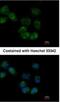 Heat Shock Protein Family A (Hsp70) Member 1 Like antibody, NBP1-32587, Novus Biologicals, Immunofluorescence image 