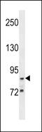 G2/M-Phase Specific E3 Ubiquitin Protein Ligase antibody, PA5-72095, Invitrogen Antibodies, Western Blot image 