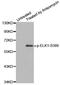 ETS Transcription Factor ELK1 antibody, MBS128290, MyBioSource, Western Blot image 