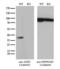 Alcohol Dehydrogenase 5 (Class III), Chi Polypeptide antibody, LS-C794934, Lifespan Biosciences, Western Blot image 