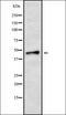 Regulator Of G Protein Signaling 20 antibody, orb338642, Biorbyt, Western Blot image 