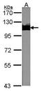 Tripartite Motif Containing 28 antibody, PA5-27648, Invitrogen Antibodies, Western Blot image 