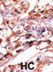 Erb-B2 Receptor Tyrosine Kinase 4 antibody, abx031868, Abbexa, Immunohistochemistry frozen image 