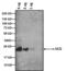  antibody, MA5-14702, Invitrogen Antibodies, Western Blot image 