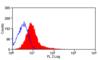 Integrin alpha E2 antibody, MCA1029G, Bio-Rad (formerly AbD Serotec) , Immunoprecipitation image 