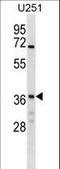 NSF Attachment Protein Gamma antibody, LS-C164743, Lifespan Biosciences, Western Blot image 