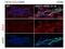 C-C Motif Chemokine Ligand 2 antibody, NBP2-22115, Novus Biologicals, Immunohistochemistry frozen image 