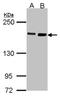 Myristoylated Alanine Rich Protein Kinase C Substrate antibody, orb315605, Biorbyt, Western Blot image 