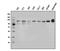 O-Linked N-Acetylglucosamine (GlcNAc) Transferase antibody, PB9767, Boster Biological Technology, Western Blot image 