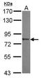 MEP antibody, GTX119337, GeneTex, Western Blot image 