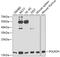 RNA polymerase II RBP8 antibody, GTX65882, GeneTex, Western Blot image 