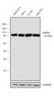 Heat Shock Protein 90 Alpha Family Class B Member 1 antibody, MA5-17091, Invitrogen Antibodies, Western Blot image 