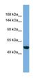 Spindlin Interactor And Repressor Of Chromatin Binding antibody, orb325758, Biorbyt, Western Blot image 