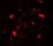 Tet Methylcytosine Dioxygenase 1 antibody, PA5-72805, Invitrogen Antibodies, Immunofluorescence image 