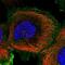 WD Repeat Domain 66 antibody, PA5-58972, Invitrogen Antibodies, Immunofluorescence image 