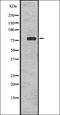 Olfactory Receptor Family 4 Subfamily A Member 47 antibody, orb336481, Biorbyt, Western Blot image 