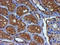 Decaprenyl Diphosphate Synthase Subunit 2 antibody, LS-C173528, Lifespan Biosciences, Immunohistochemistry paraffin image 