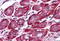Thyroid Hormone Receptor Alpha antibody, MBS242765, MyBioSource, Immunohistochemistry paraffin image 
